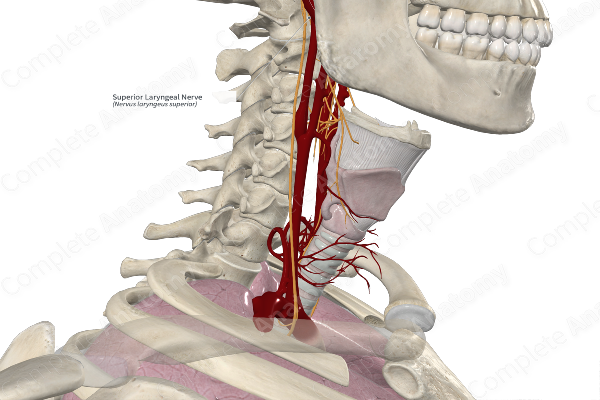 Superior Laryngeal Nerve 