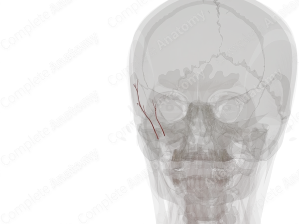 Deep Temporal Arteries (Left)