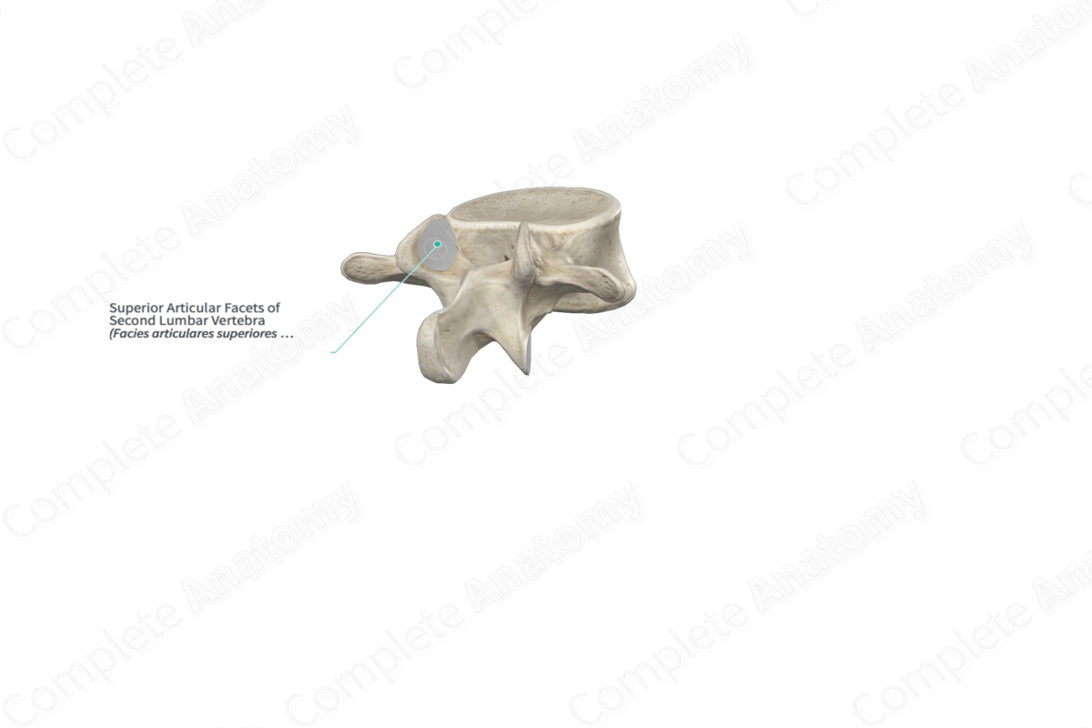 Superior Articular Facets of Second Lumbar Vertebra