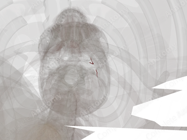 Sternocleidomastoid Branches of Occipital Artery (Left)