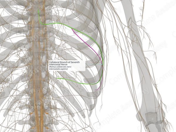 Collateral Branch of Seventh Intercostal Nerve (Right)