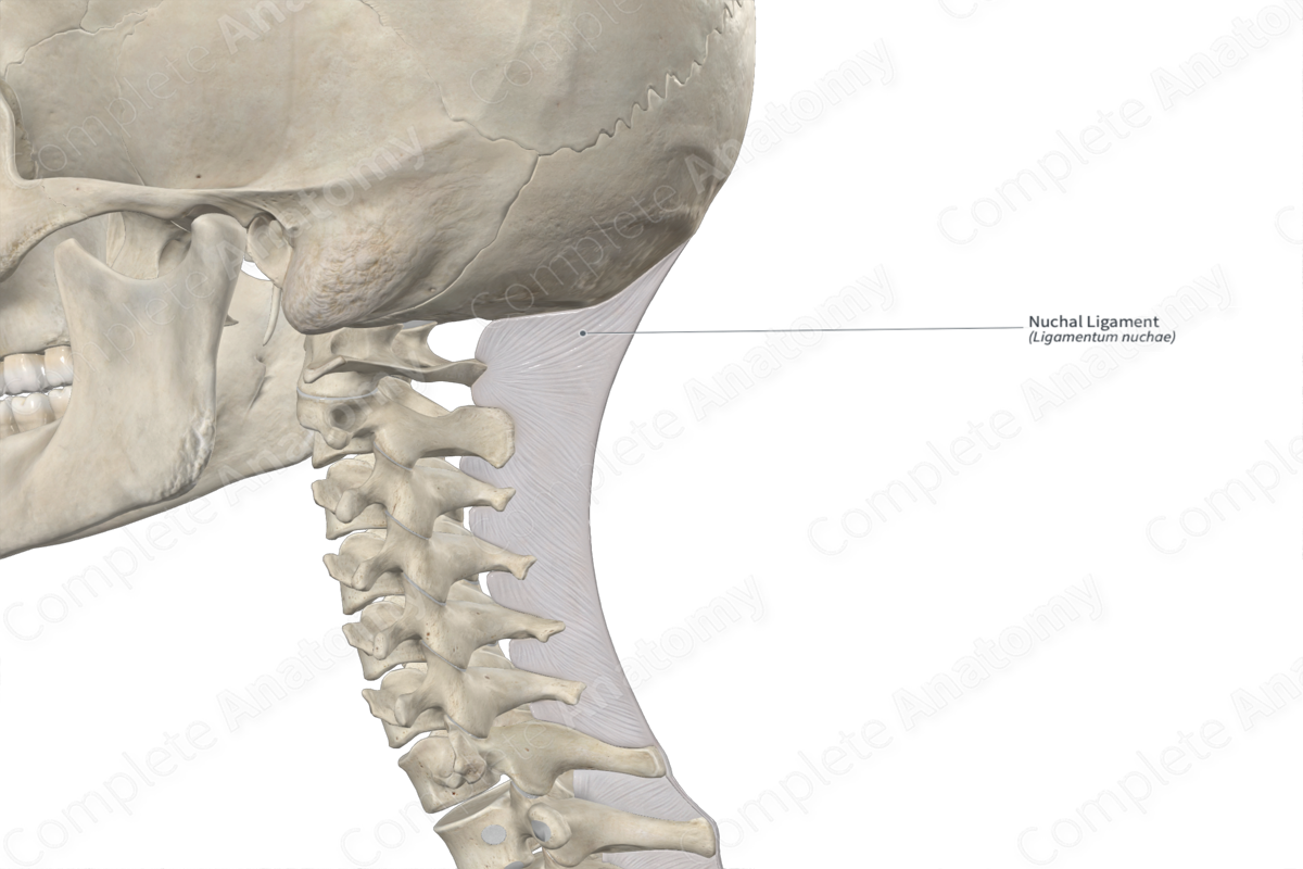 Nuchal Ligament Complete Anatomy 5613