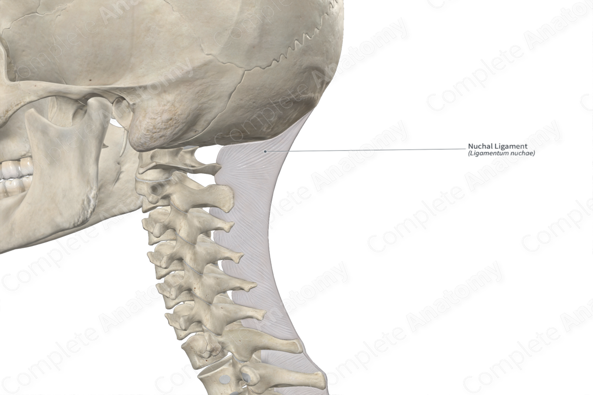 Nuchal Ligament | Complete Anatomy