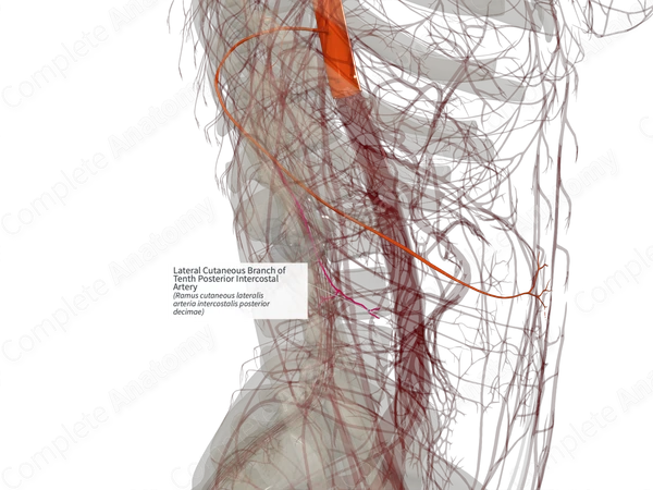 Lateral Cutaneous Branch of Tenth Posterior Intercostal Artery (Right)