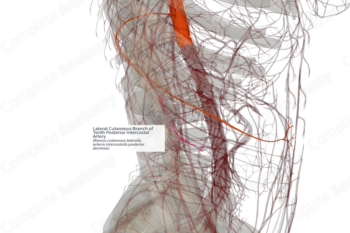 Lateral Cutaneous Branch of Tenth Posterior Intercostal Artery (Right)