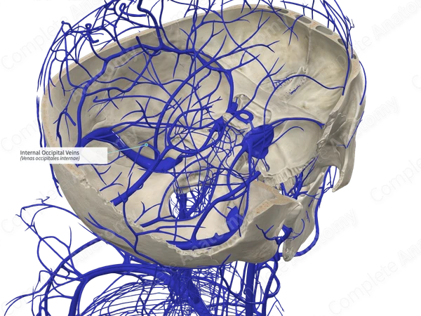 Internal Occipital Veins