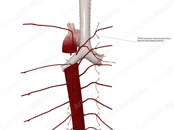 Third Posterior Intercostal Artery 