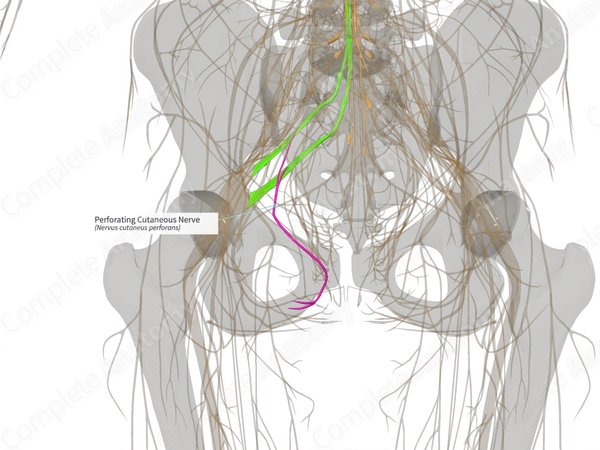 Perforating Cutaneous Nerve (Left)