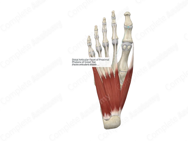 Distal Articular Facet of Proximal Phalanx of Great Toe 