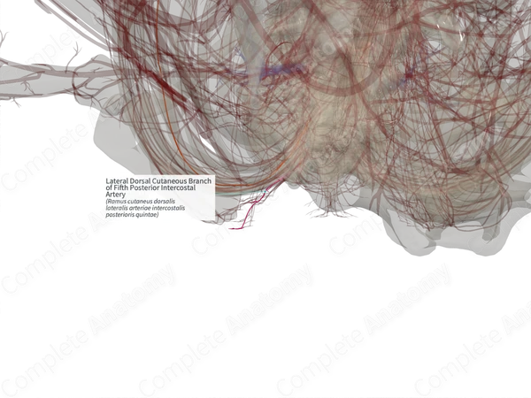 Lateral Dorsal Cutaneous Branch of Fifth Posterior Intercostal Artery (Right)