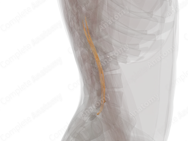 Lumbar Spinal Roots & Ganglia (Left)