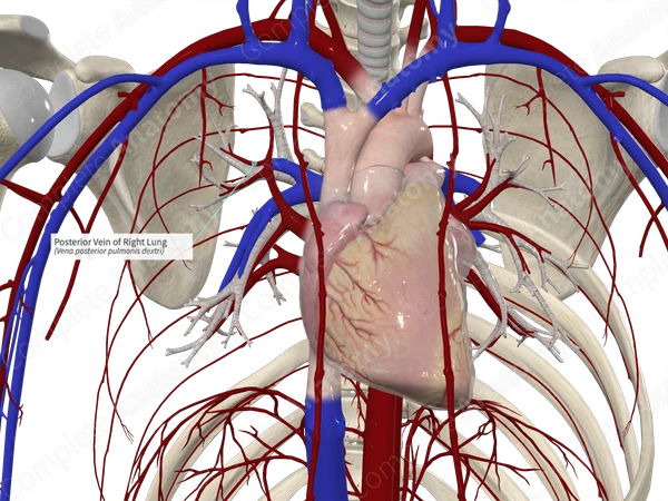 Posterior Vein of Right Lung