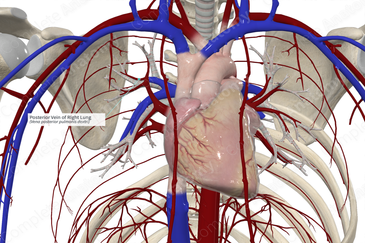 Posterior Vein of Right Lung