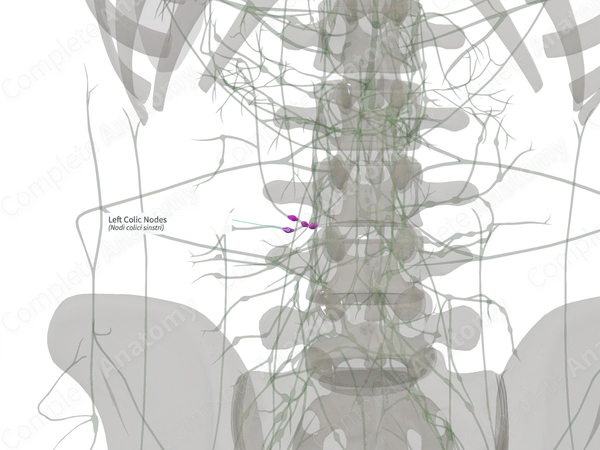 Left Colic Nodes