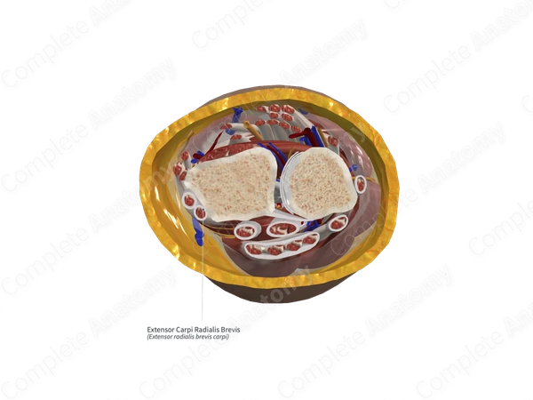 Extensor Carpi Radialis Brevis
