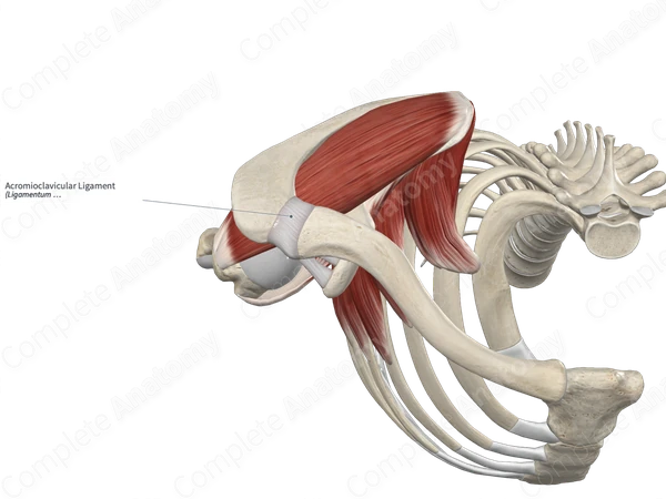Acromioclavicular Ligament