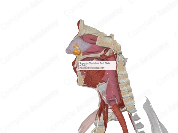 Superior Vertebral End Plate (C7-T1)