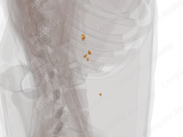 Prevertebral Ganglia