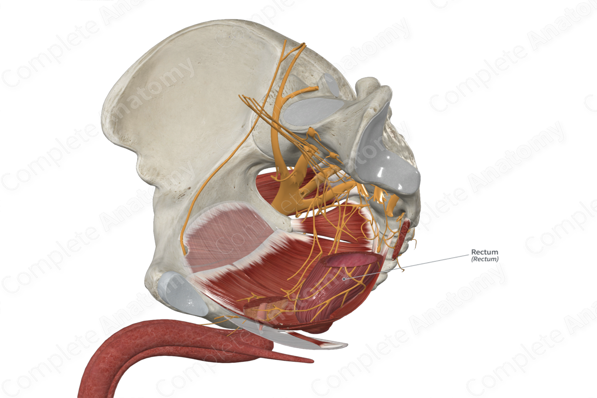 Rectum