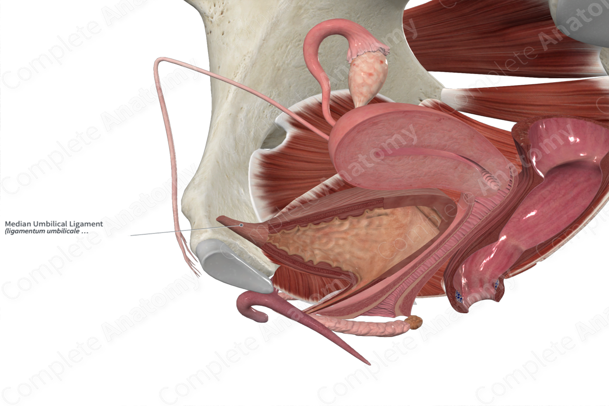Median Umbilical Ligament