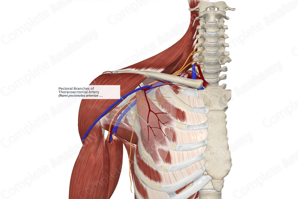 Pectoral Branches of Thoracoacromial Artery 