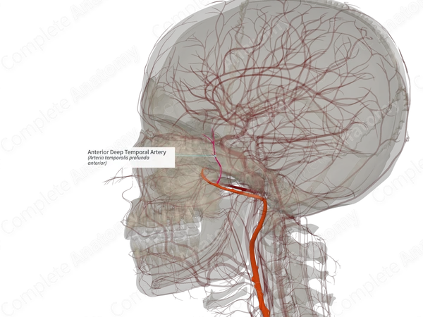 Anterior Deep Temporal Artery (Left)