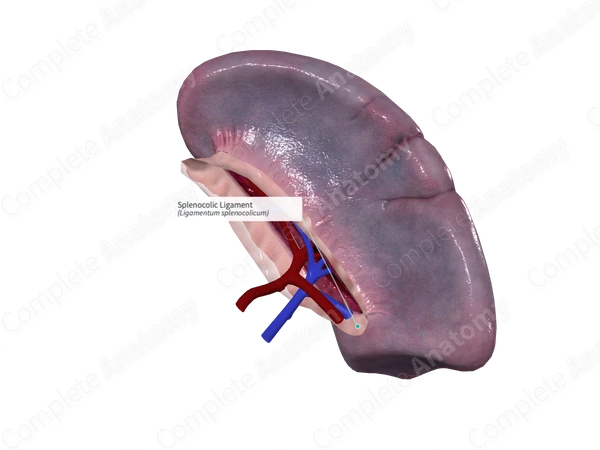 Splenocolic Ligament