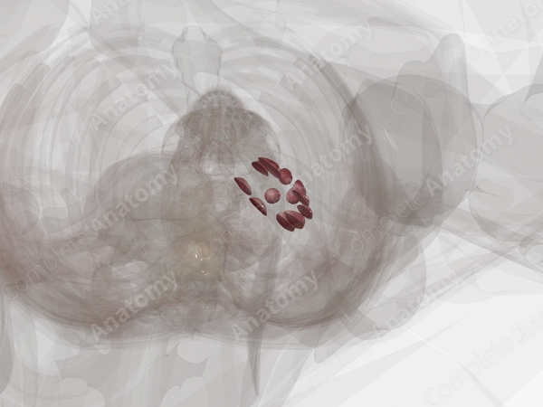 Renal Medulla (Anterior Part; Left)