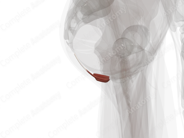 Muscles of Anal Triangle