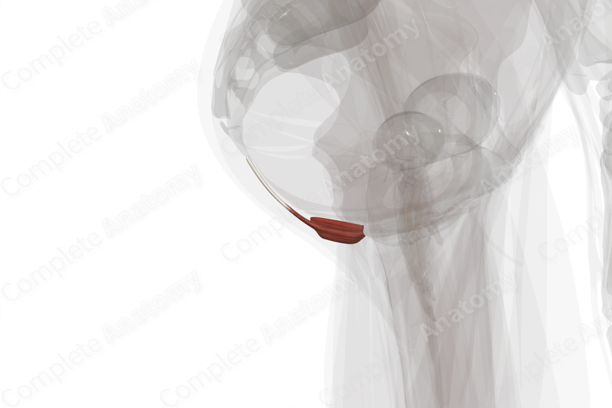 Muscles of Anal Triangle