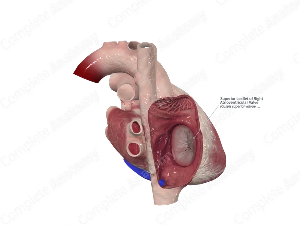 Superior Leaflet of Right Atrioventricular Valve