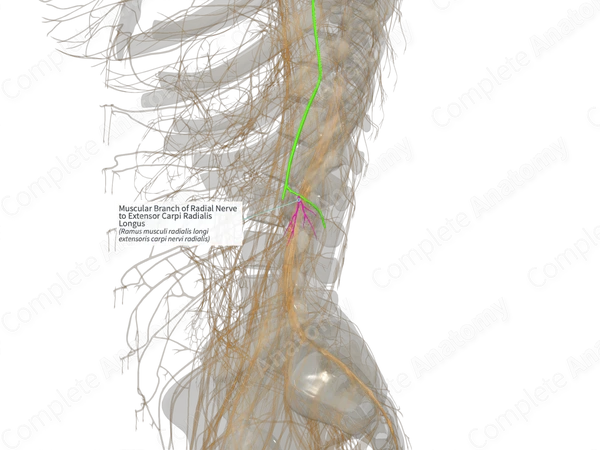 Muscular Branch of Radial Nerve to Extensor Carpi Radialis Longus (Right)