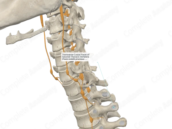 Transverse Costal Facet of Second Thoracic Vertebra 