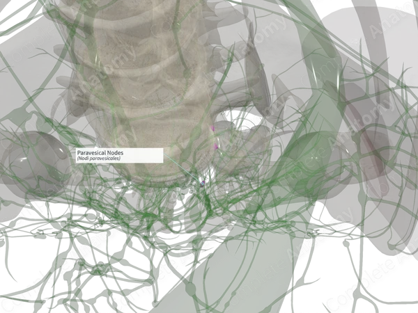Paravesical Nodes (Left)