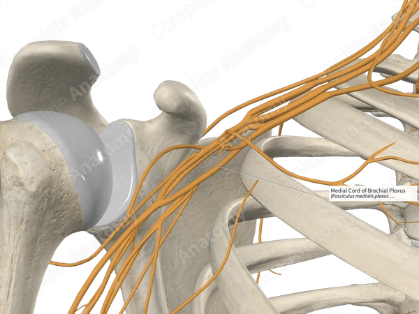 Medial Cord of Brachial Plexus 