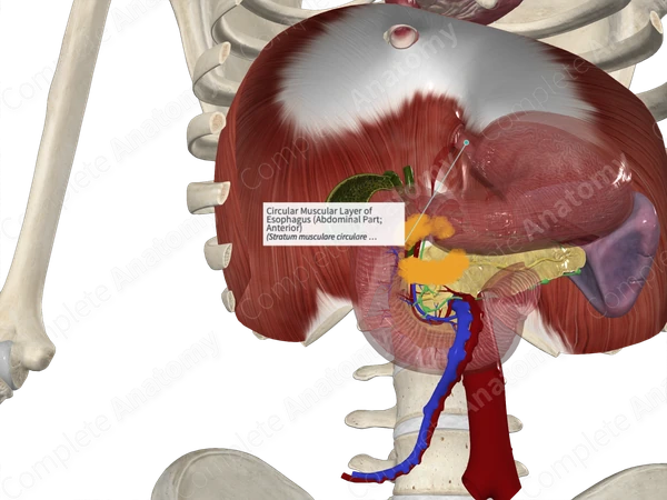 Circular Muscular Layer of Esophagus (Abdominal Part; Anterior)