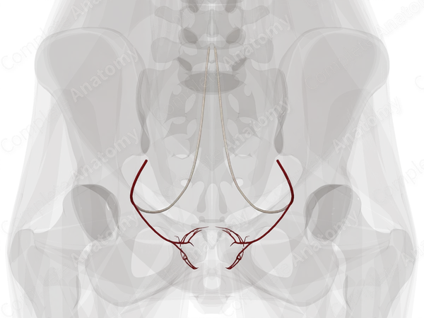 Arteries of Urinary Bladder