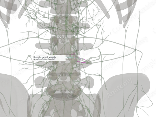 Ileocolic Lymph Vessels