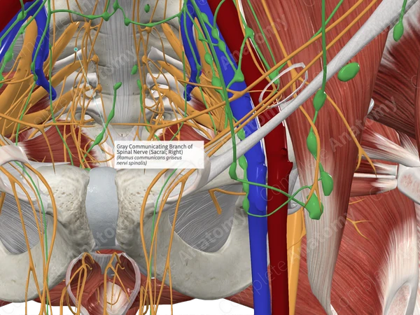 Gray Communicating Branch of Spinal Nerve (Sacral; Right)