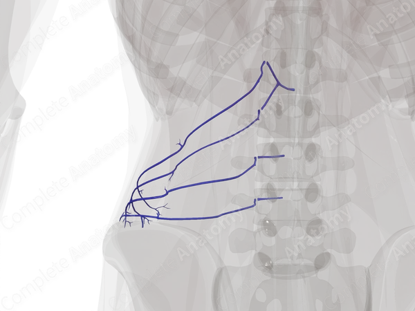 Lumbar Veins (Left)