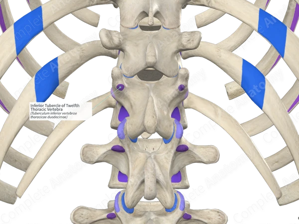Inferior Tubercle of Twelfth Thoracic Vertebra (Left)