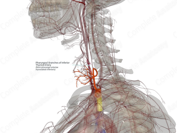 Pharyngeal Branches of Inferior Thyroid Artery (Right)