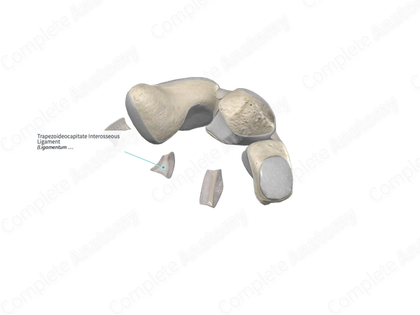 Trapezoideocapitate Interosseous Ligament 
