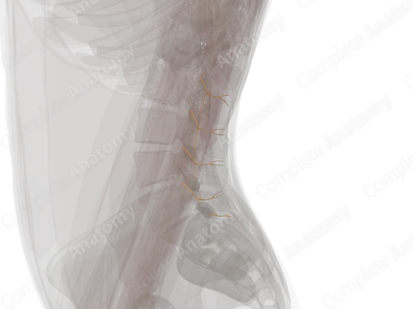 Medial Branches of Posterior Rami of Lumbar Nerves (Left)