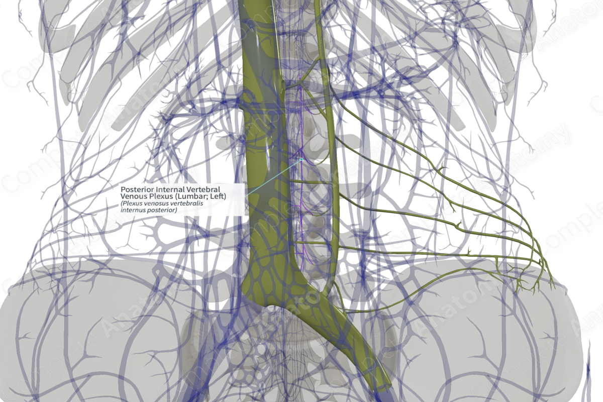Posterior Internal Vertebral Venous Plexus (Lumbar; Left)