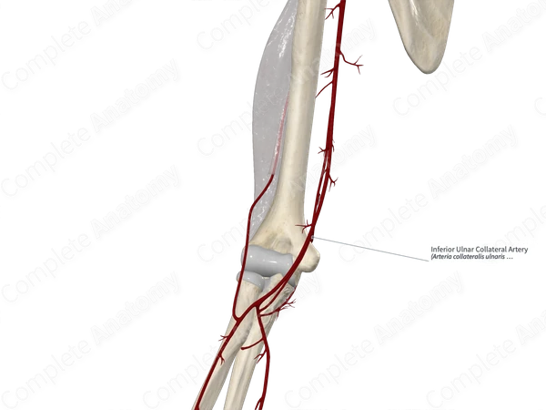 Inferior Ulnar Collateral Artery
