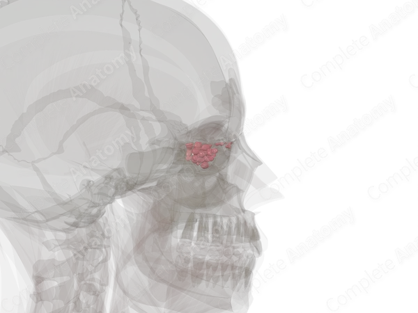 Anterior Ethmoidal Cells