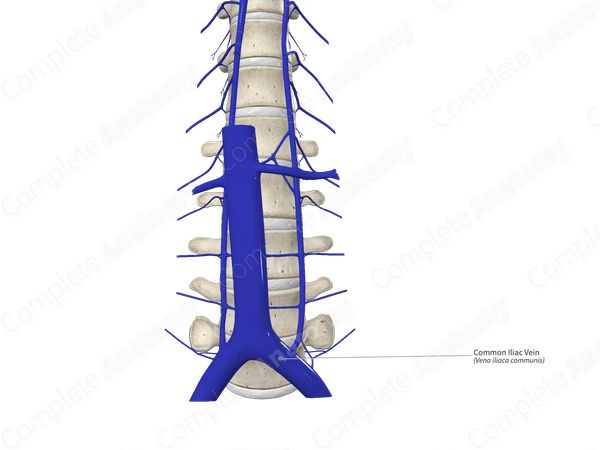 Common Iliac Vein 