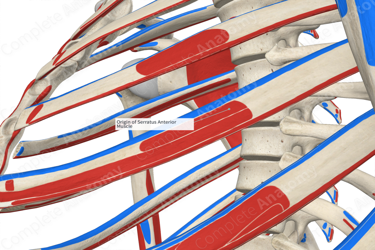 Origin of Serratus Anterior Muscle