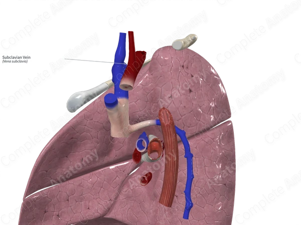 SUBCLAVIAN VEIN FUNCTION IN CIRCULATORY SYSTEM visual data 4